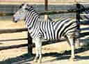 動物図鑑・チャップマンシマウマの写真 21
